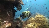 Sixbar angelfish sheltering
