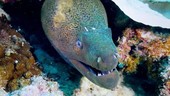 Moray eel