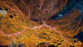 Coral at night