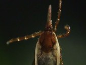 Tick on a blade of grass