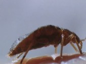 Bed bug feeding on human blood