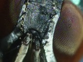 Green bottle fly's eyes and body bristles, close-up