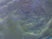 Bacteria, light microscopy footage