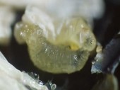 Fly larva hatching