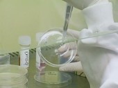 Preparing petri dishes and blood samples