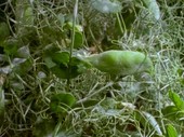 Pea plant dying, time-lapse footage