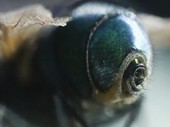 Rear end of a green bottle fly, close-up