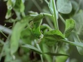 Pea plant growing, time-lapse footage
