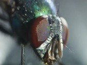Head of a green bottle fly