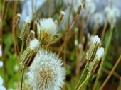 Dandelions going to seed, time-lapse footage