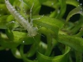 Dragonfly nymph on an aquatic plant