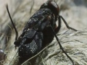 Fly hatching from pupa