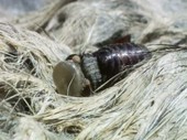 Fly hatching from pupa