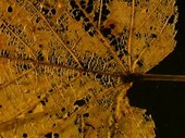 Autumn leaf skeleton