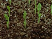 Pea plant seedlings sprouting, time-lapse footage