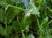 Pea plant growing, time-lapse footage