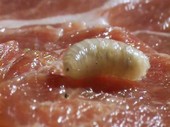 Fly larva on raw meat