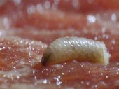 Fly larva on raw meat