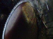 Fly's eyes and bristles, close-up