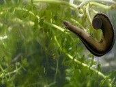 Leeches swimming underwater