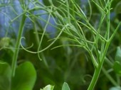 Pea plant flowering, time-lapse footage