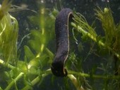 Leeches swimming underwater