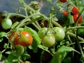 Tomatoes ripening on the vine, time-lapse footage