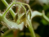 Tomato plant flowering, time-lapse footage
