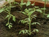 Tomato plants growing, time-lapse footage