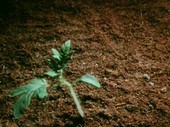 Tomato plant growing, time-lapse footage