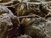 Grass seeds burrowing into soil, time-lapse footage