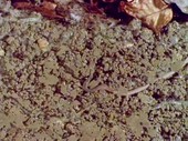 Worms in a wormery, time-lapse footage