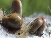 Female ticks laying eggs