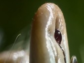 Female tick laying eggs