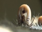 Female tick laying eggs