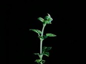Plant growing towards a light source, time-lapse footage