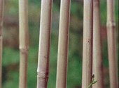 Creepers climbing bamboo poles, time-lapse footage