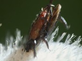 Ticks mating