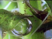 Bubbles of oxygen from aquatic plant, time-lapse footage