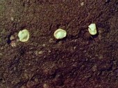 Seeds germinating underground in soil, time-lapse footage