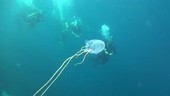 Divers watching box jellyfish