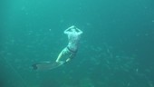 Free diver and fish, Thailand