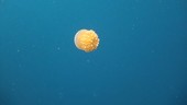 Orange jellyfish, Thailand