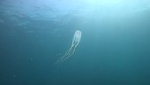 Divers watching box jellyfish