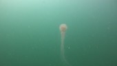 White jellyfish, Thailand