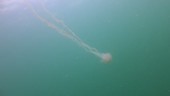 White jellyfish, Thailand