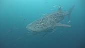 Whale shark and fish, Thailand