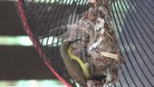 Female olive-backed sunbird at nest