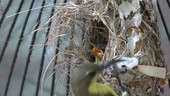 Female olive-backed sunbird at nest