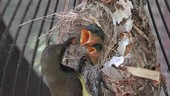 Olive-backed sunbird father feeding
